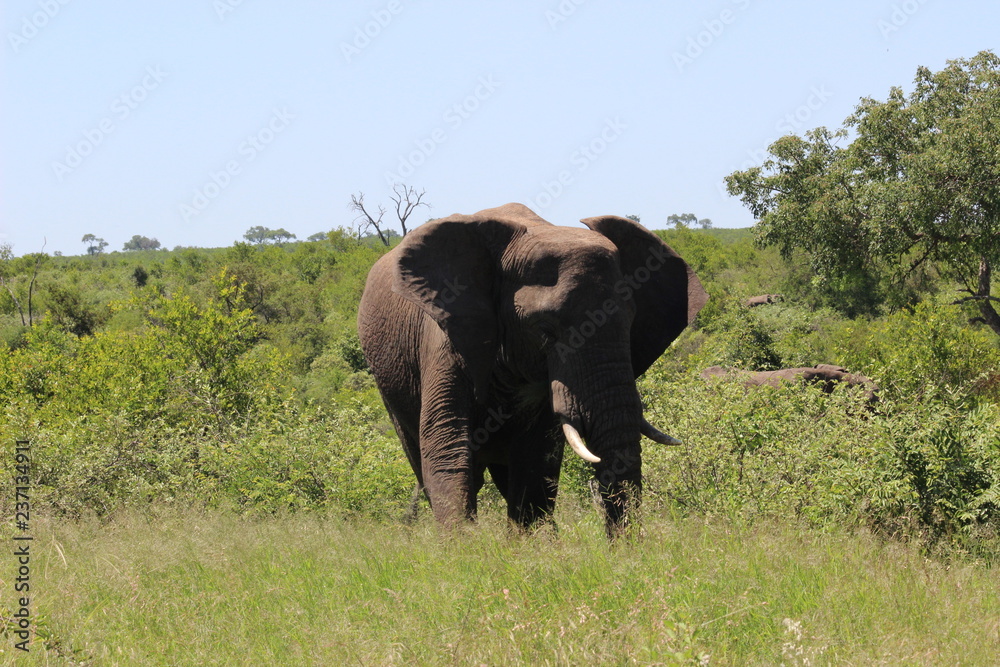 elephant in kruger park