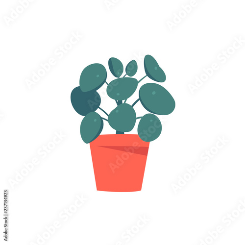 Young pancake plant or pilea peperomioides (urticaceae) in a color pot. Chinese money plant isolated over white background. 