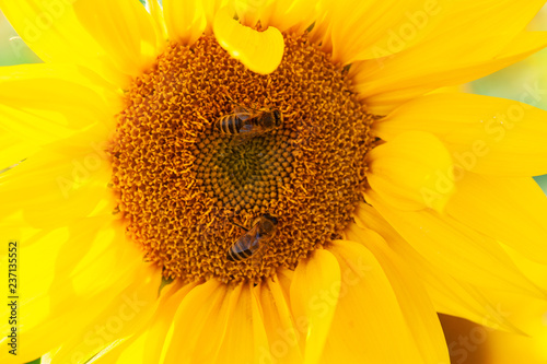 Zwei Bienen uaf einer Sonnenblume photo