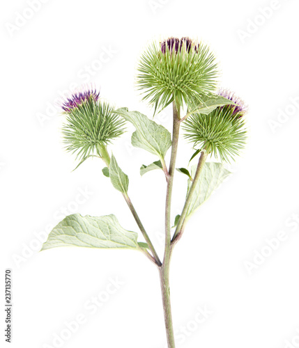 burdock flowers isolated on white background