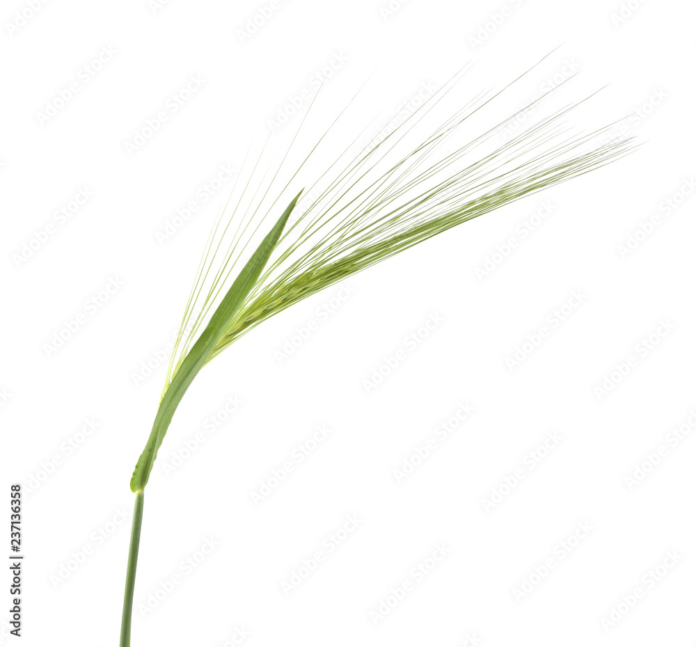 green ear isolated on white background green ear isolated on white background