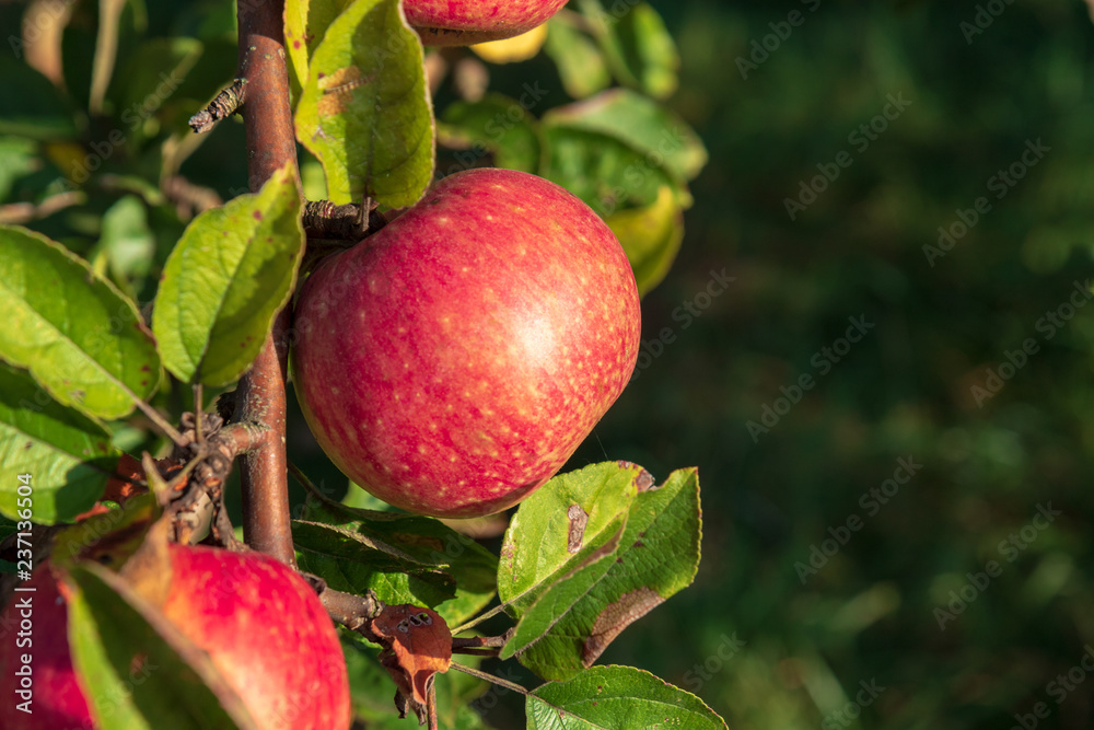 Beautiful, juicy, organic apples in an old orchard Beautiful, juicy, organic apples in an old orchard