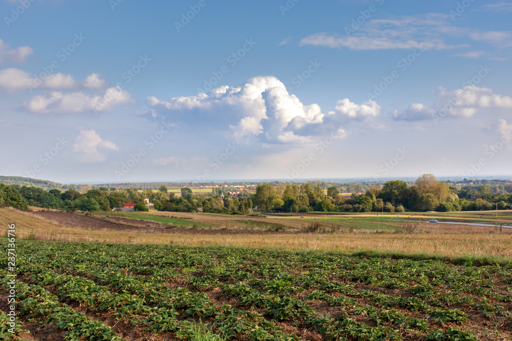 Autumn rural landscape, strawberry plantation, fields prepared for winter