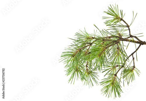 tree branch  pine isolated on white background