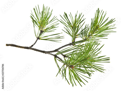 Papier peint green pine branch isolated on white background