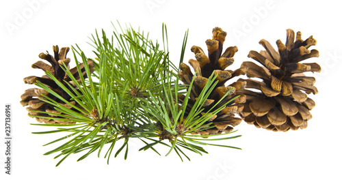 green pine branch with cones isolated on white background