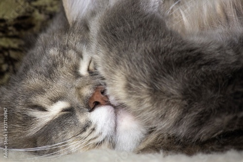 Beautiful sleeping kitten portrait