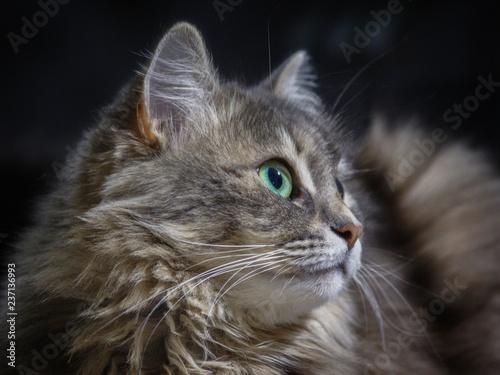 Beautiful cat portrait
