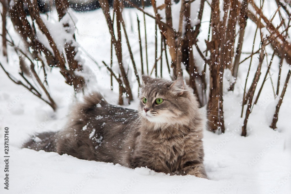 Winter portrait Siberian cat