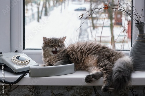 Beautiful cat calls on the windowsill © Iryna