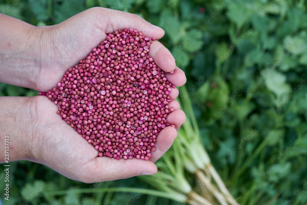 Close up Thai woman hands holding high quality of dried coriander seeds. Prepare to sow on a Vegetable Garden. Close up Thai woman hands holding high quality of dried coriander seeds. Prepare to sow on a Vegetable Garden.