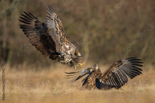 Birds of prey - white-tailed eagle in flight (Haliaeetus albicilla)