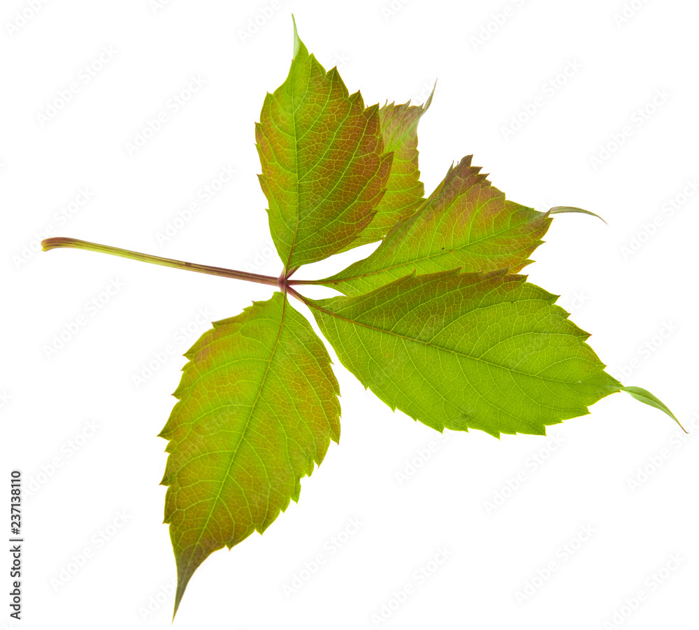 grape leaves isolated on white background grape leaves isolated on white background
