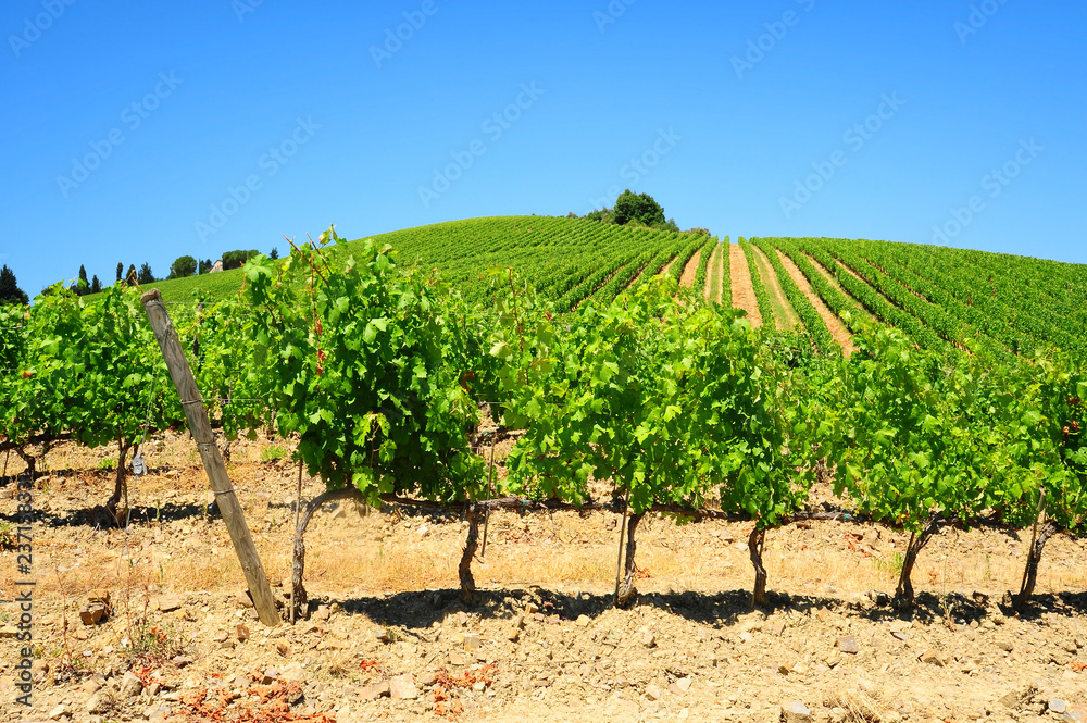 Vineyard landscape of Italy.