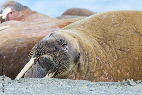 close view natural walrus (odobenus rosmarus) lying on sandy beach