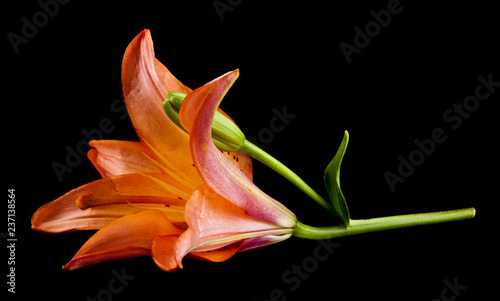lily flower isolated on black background