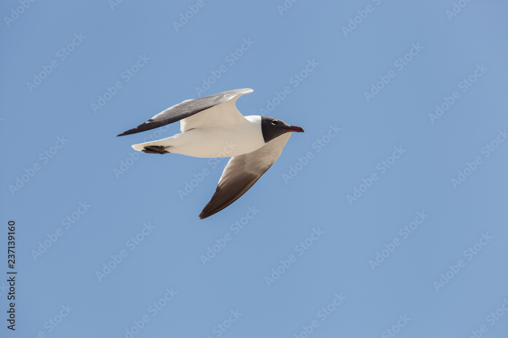 Fototapeta premium Black Headed Gull fly in the sky