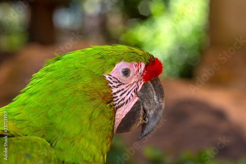 Closeup Military macaw