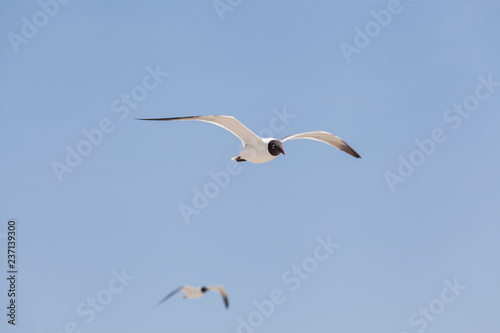 Black Headed Gull fly in the sky