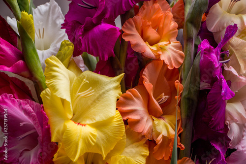Bunch of beautiful multicolored gladiolus flowers. Bloom, romance.
