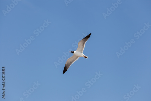 Black Headed Gull flying in the sky