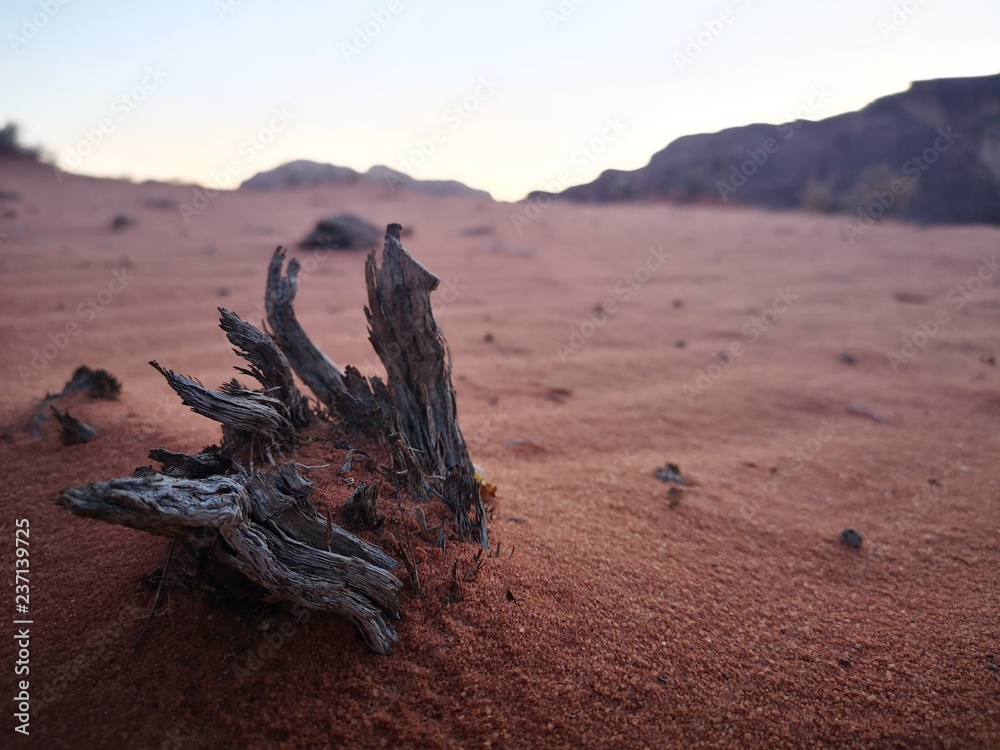 wood on the desert
