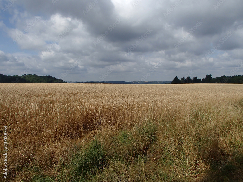 Wheat Field in Summer with Gray Cloudy Sky