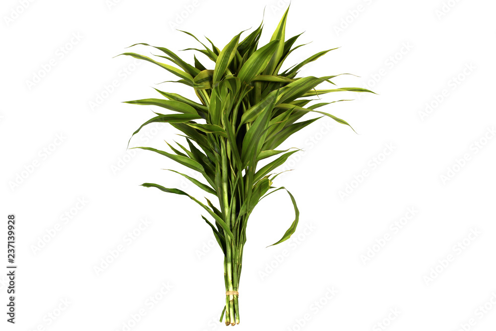 Isolated of  Ribbon dracaena, are tied as holding