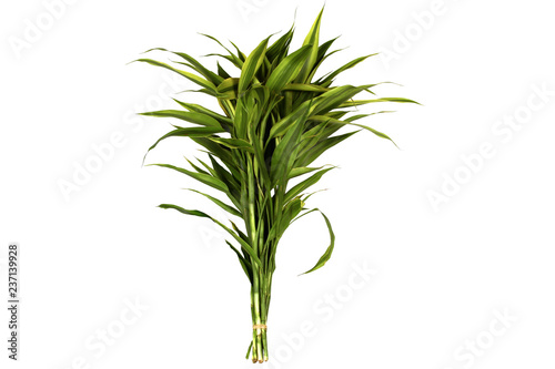 Isolated of Ribbon dracaena, are tied as holding