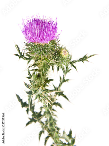 Canvas Print milk thistle isolated on white background