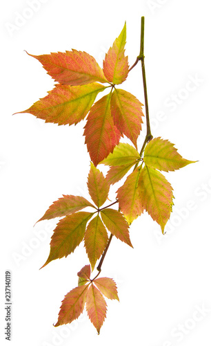autumn yellow leaves of grapes isolated on white background