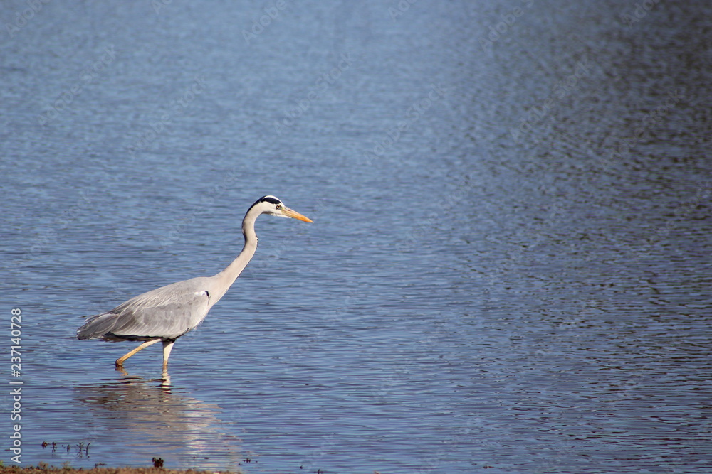 Bird in water Bird in water