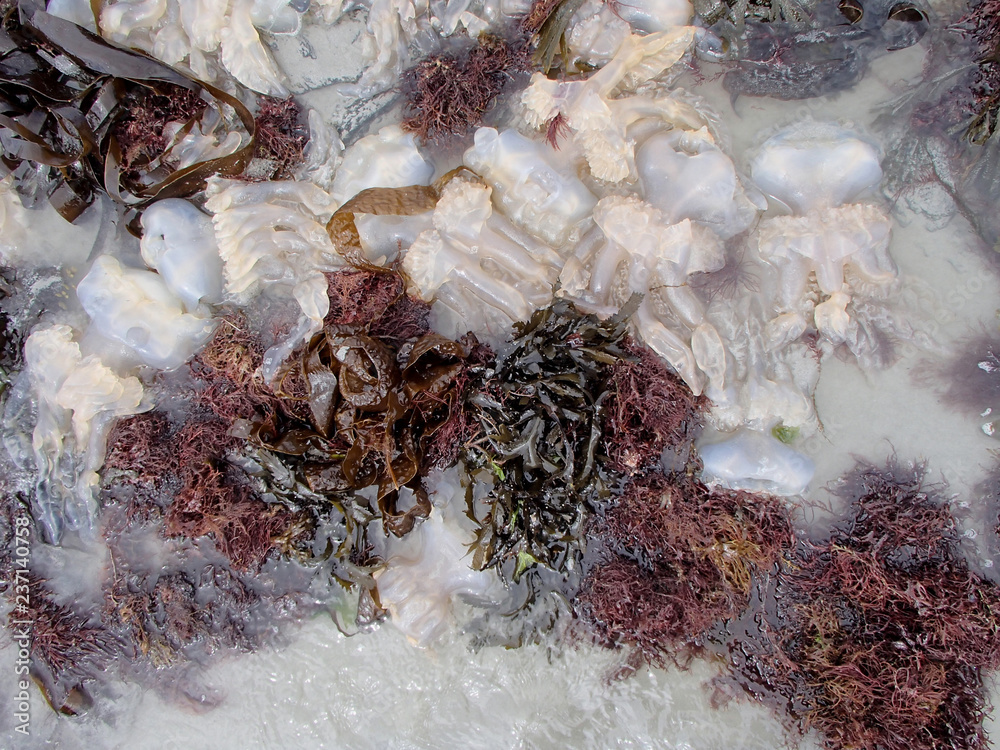 Multiple Stranded Jellyfish between Brown Seaweeds