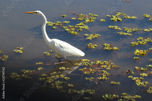 white bird with water reflection