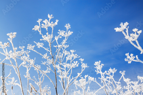 abstract flowers in frost on blue sky background