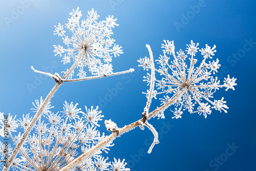 abstract flowers in frost on blue sky background