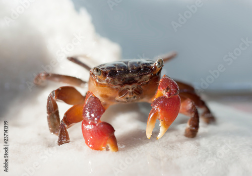 Crab photo