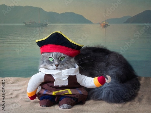 Gray Siberian kitty in costume pirate