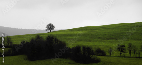 Tree landscape photo