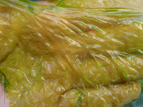 Ulva Armoricana Green Seaweed in Human Hand photo