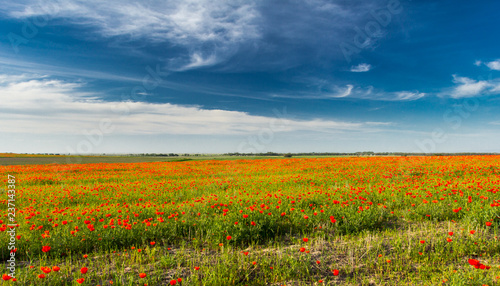 red poppy fields
