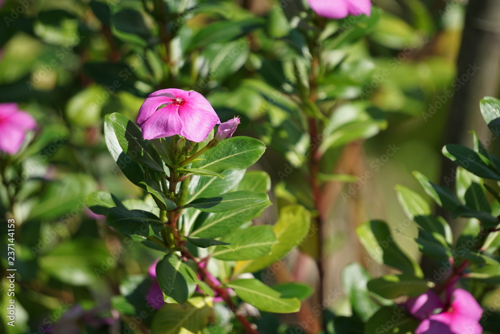 Close up of Soft Pink Catharanthus roseus flower,green background.