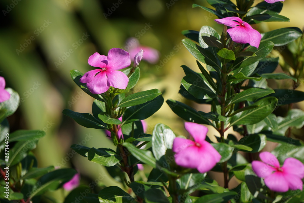 Fototapeta premium Close up of Soft Pink Catharanthus roseus flower,green background.