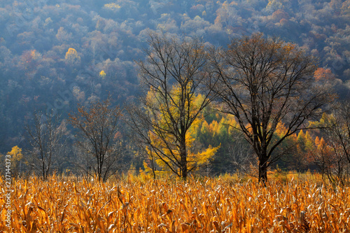 Withered trees and corn stover in the wild photo