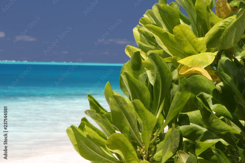 green on the beach green on the beach