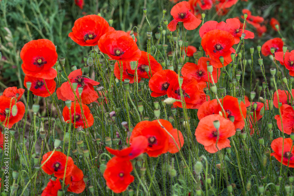 Naklejka premium Field of wild poppy flowers. Selective focus. Agricultural concept.