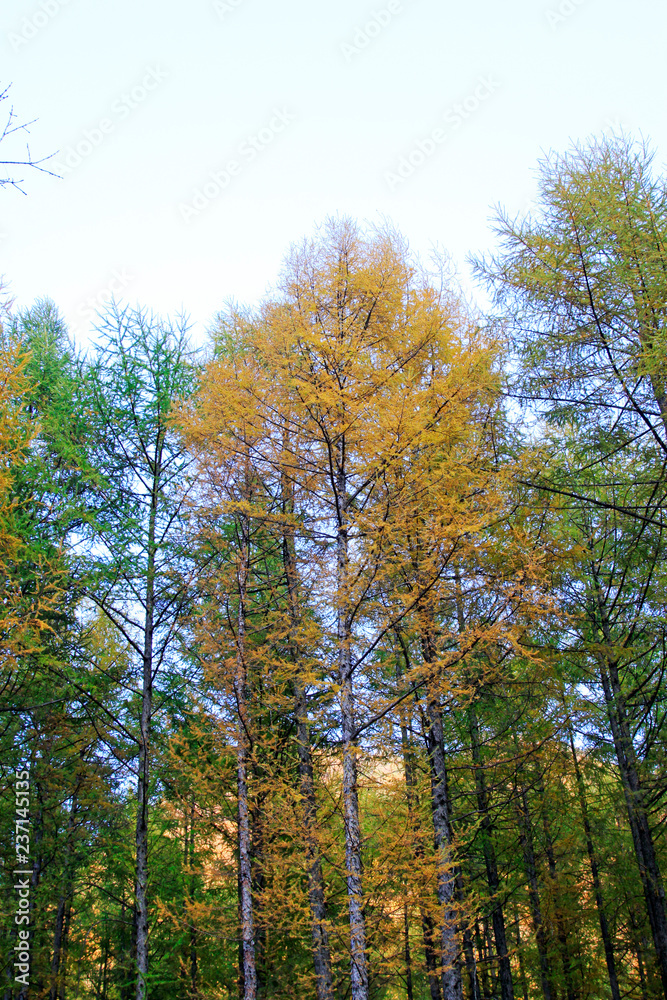 pine tree pine tree