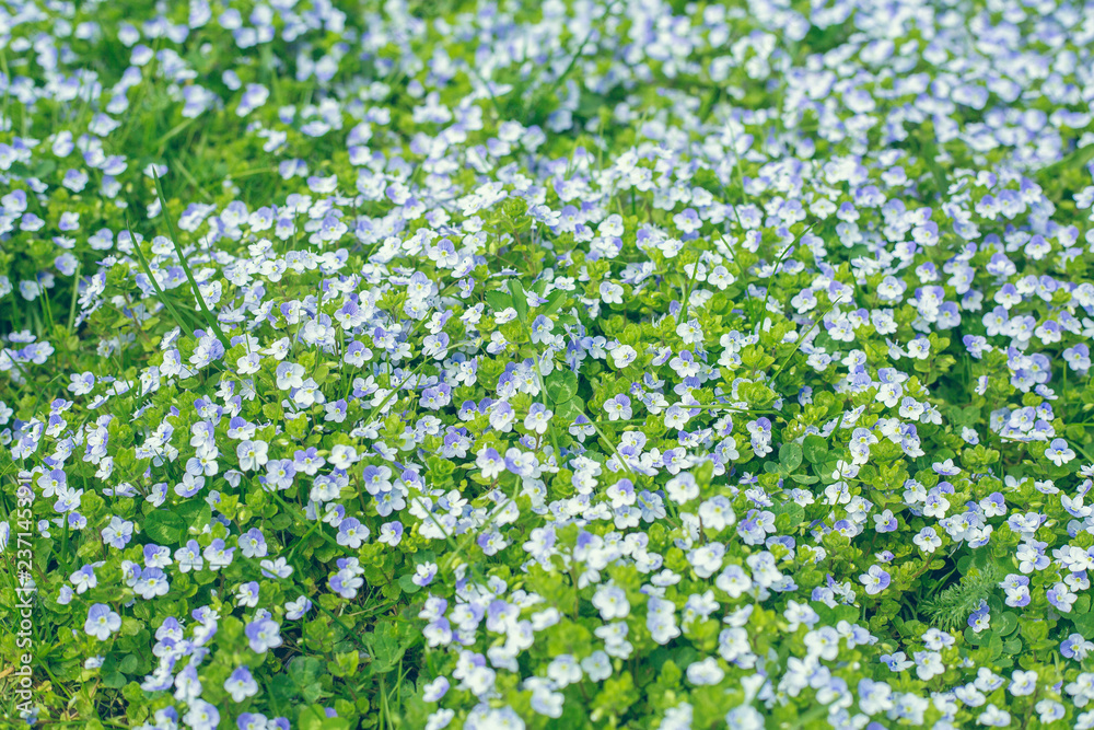 green background of flowers