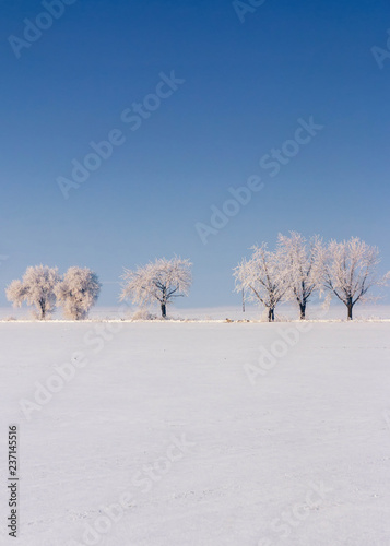 Winter landscape with trees and blue sky