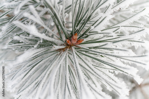 frozen pine needle